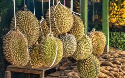Durian Frukt – den stinkande frukten
