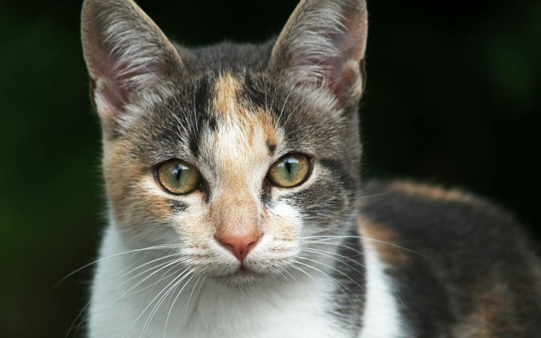 Allt du behöver veta innan du skaffar katt
