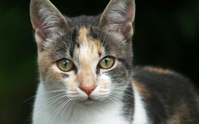 Allt du behöver veta innan du skaffar katt